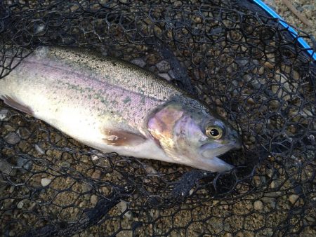 クランクベイトに好反応